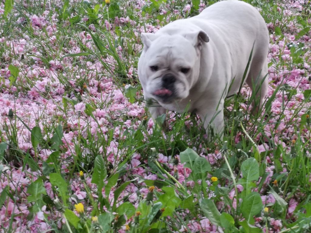 Loona bellerophon