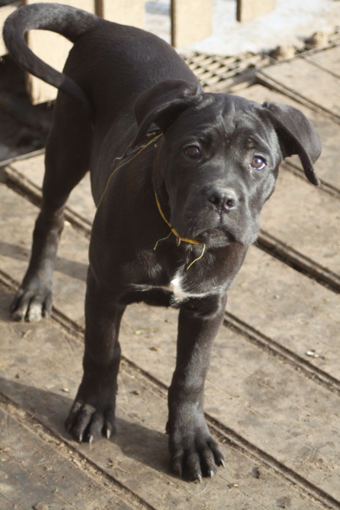 de la légende de newton - Chiots disponibles - Cane Corso